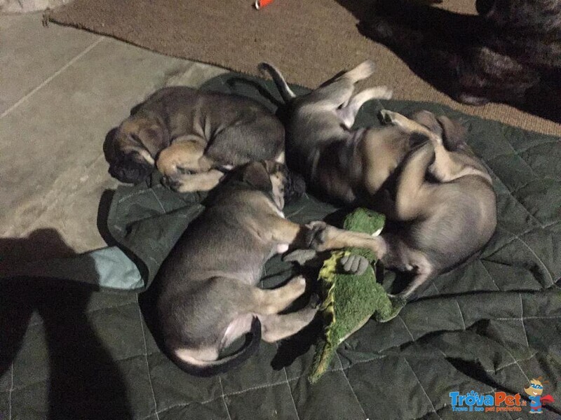 Cuccioli cane Corso di alta Genealogia - Foto n. 1