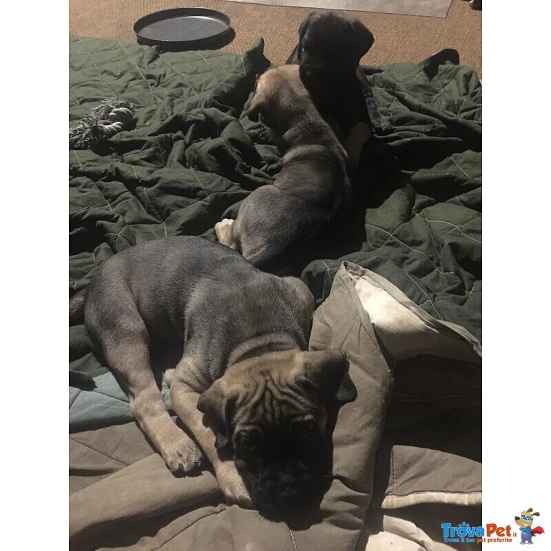 Cuccioli cane Corso di alta Genealogia - Foto n. 5