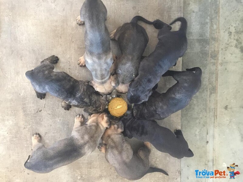 Cuccioli cane Corso di alta Genealogia - Foto n. 7