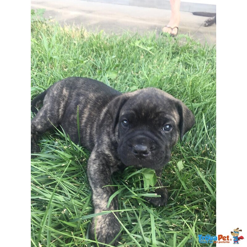 Cuccioli cane Corso di alta Genealogia - Foto n. 8