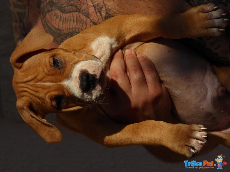 Cuccioli di Amstaff - Foto n. 4