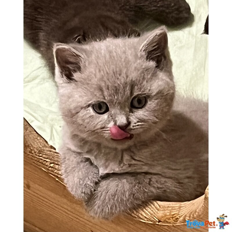 Cuccioli British Shorthair - Foto n. 1