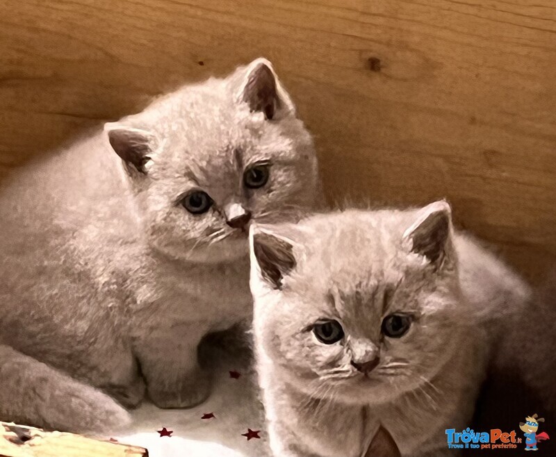 Cuccioli British Shorthair - Foto n. 2