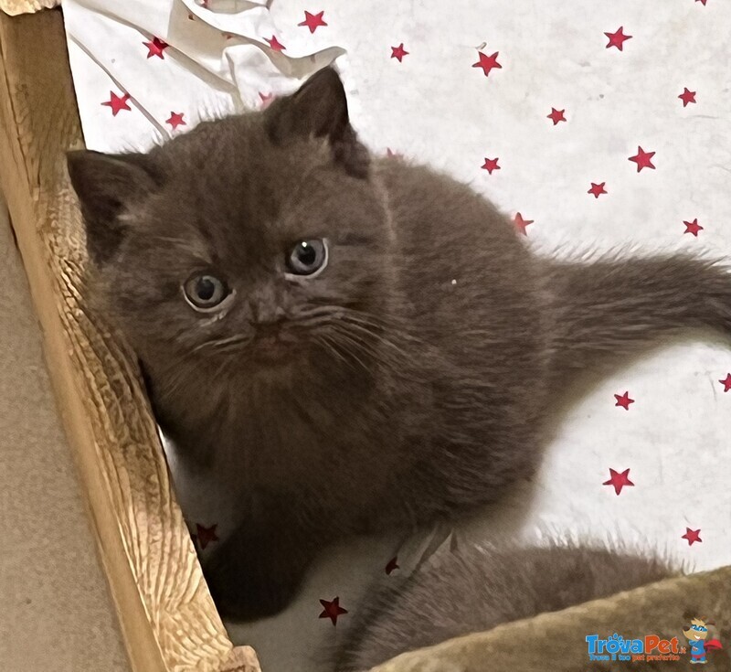 Cuccioli British Shorthair - Foto n. 3