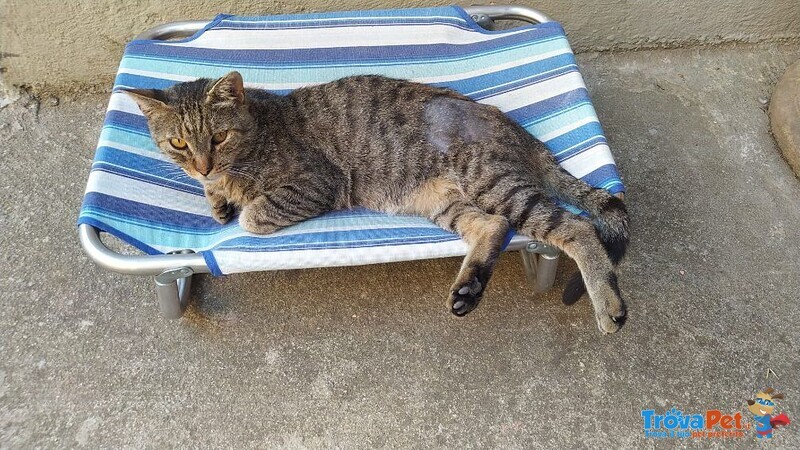 Tigro Micio 9anni Rimasto Solo! chi può Aiutare Questo Povero Micio?bologna - Foto n. 1