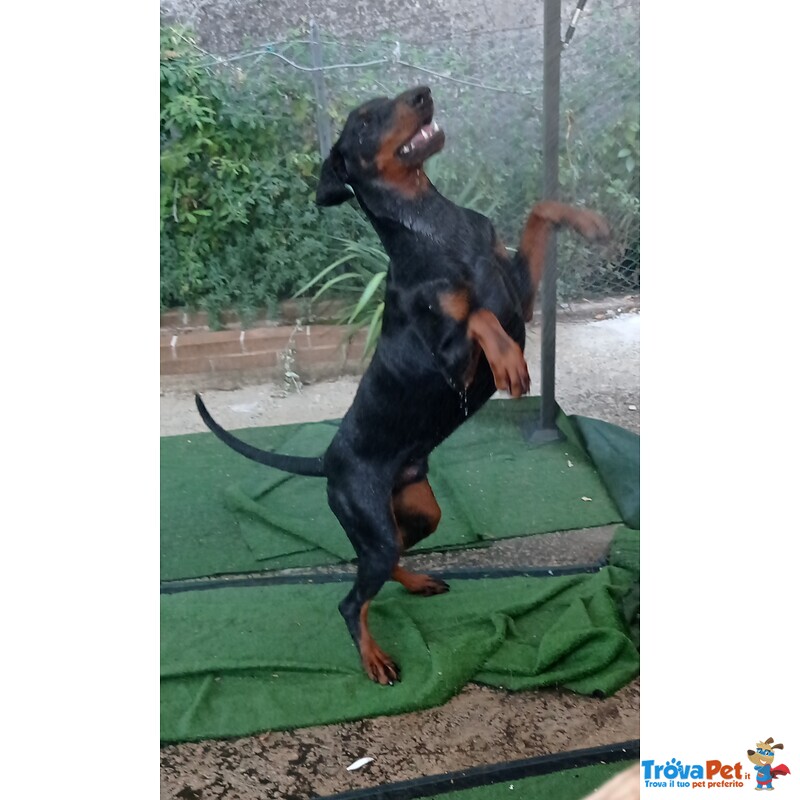 Dobermann di 9 Mesi - Foto n. 1