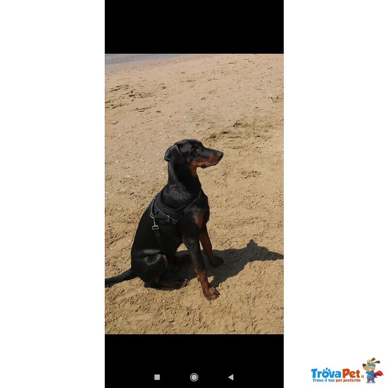 Dobermann di 9 Mesi - Foto n. 2