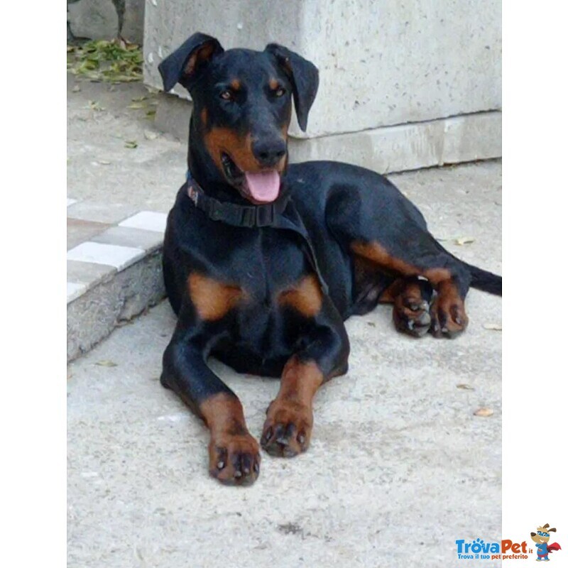 Dobermann di 9 Mesi - Foto n. 3