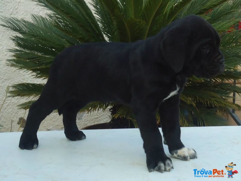 Cuccioli di cane Corso - Foto n. 1