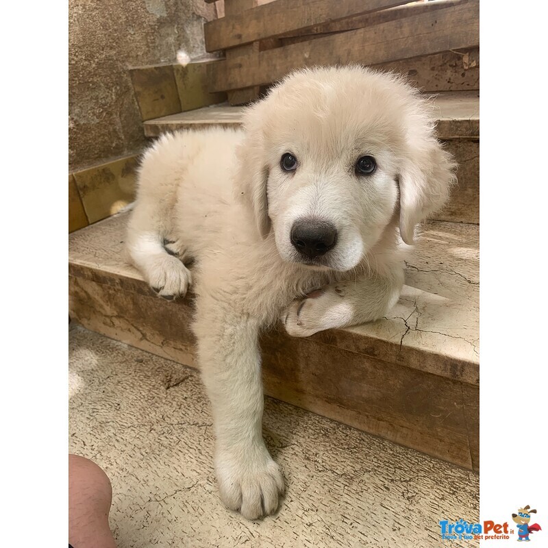 Cucciole di Pastore Maremmano Abruzzese - Foto n. 1