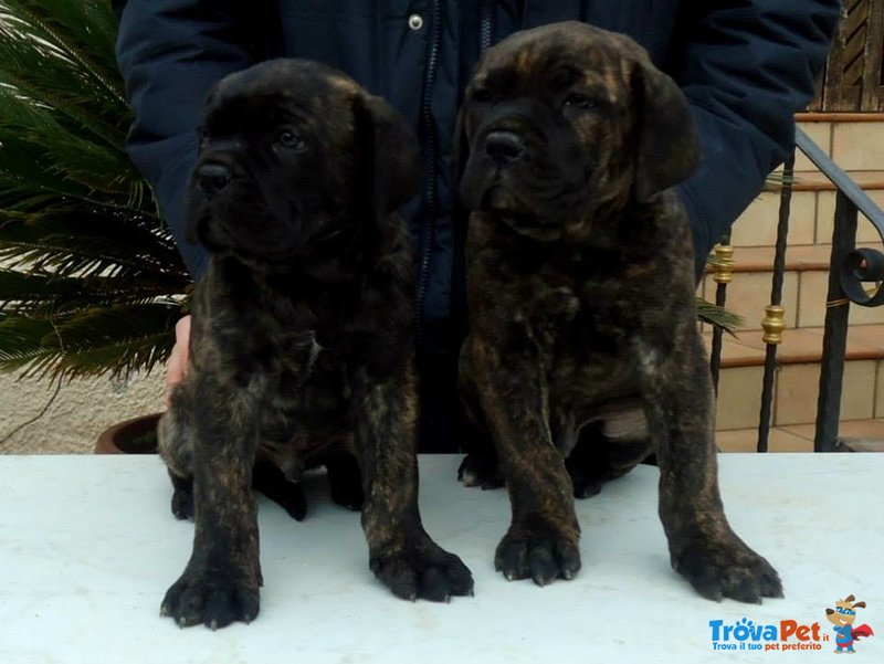 Cuccioli di cane Corso - Foto n. 2