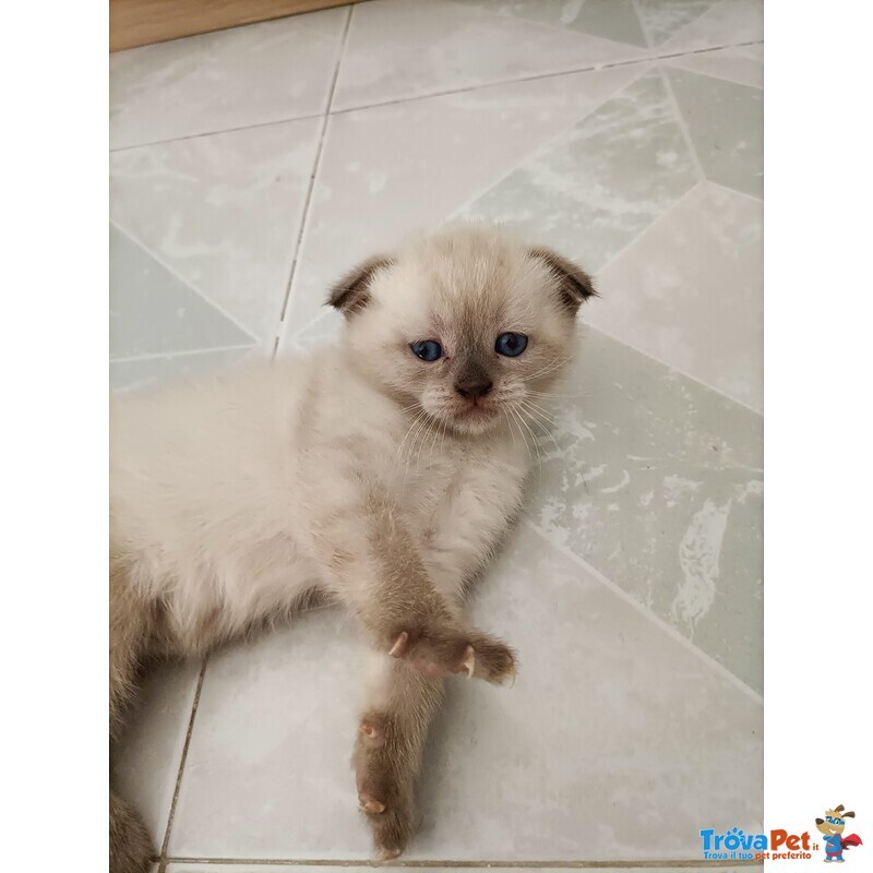 Scottish fold blu Point - Foto n. 3