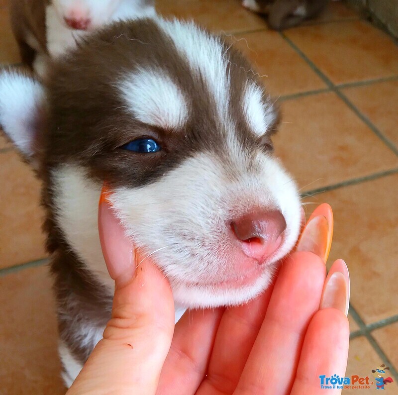 Cuccioli di Husky - Foto n. 1