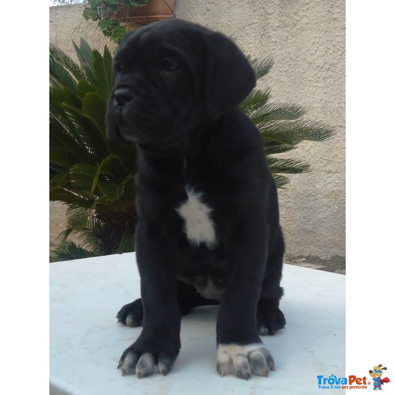 Cuccioli di cane Corso - Foto n. 3