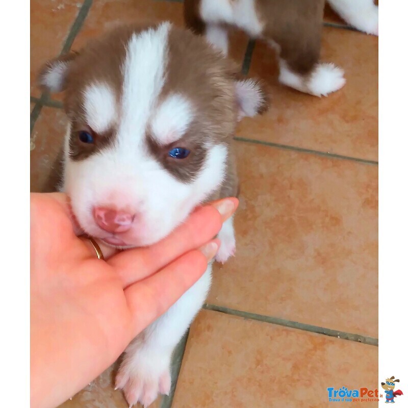 Cuccioli di Husky - Foto n. 3