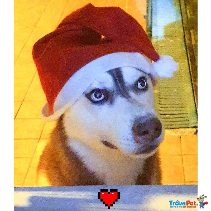 Cuccioli di Husky - Foto n. 7