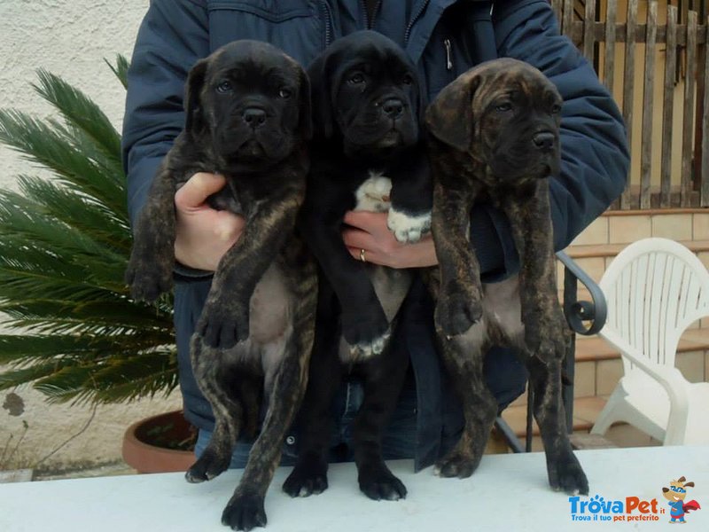 Cuccioli di cane Corso - Foto n. 4