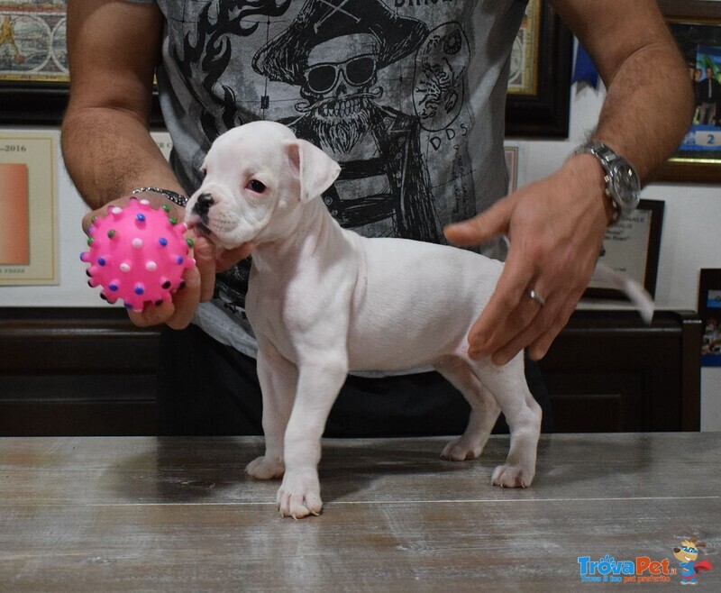 Cucciolo Maschio Boxer - Foto n. 1