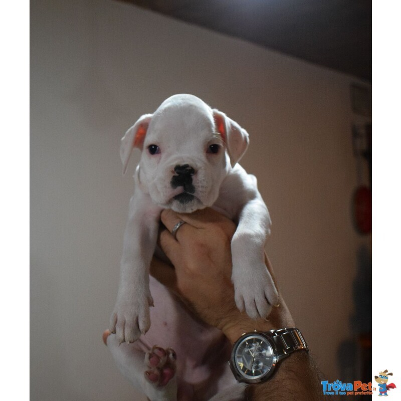 Cucciolo Maschio Boxer - Foto n. 2