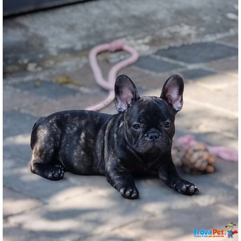 Cuccioli Bouledogue Francese Pedigree - Foto n. 1