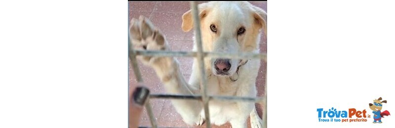 Mia 3anni Bellissima Aspetta i Padroni che l Hanno Mollata e non Torneranno+! in Canile Roma - Foto n. 1