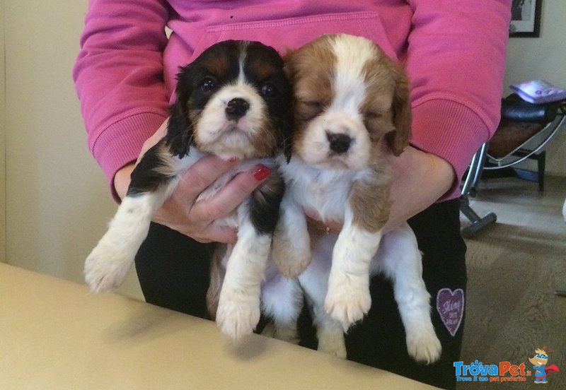 Cavalier Cavalier king Tricolor - Foto n. 1