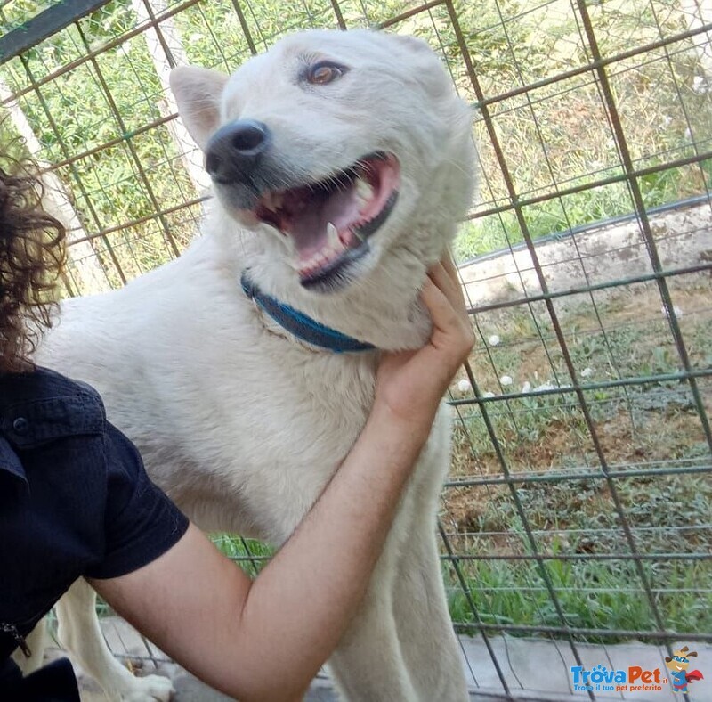 Pastore Svizzero 1anno Splendido 2mesi di Appelli Urgente Umbria - Foto n. 1