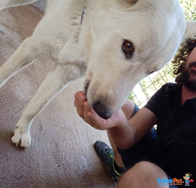 Pastore Svizzero 1anno Splendido 2mesi di Appelli Urgente Umbria - Foto n. 2