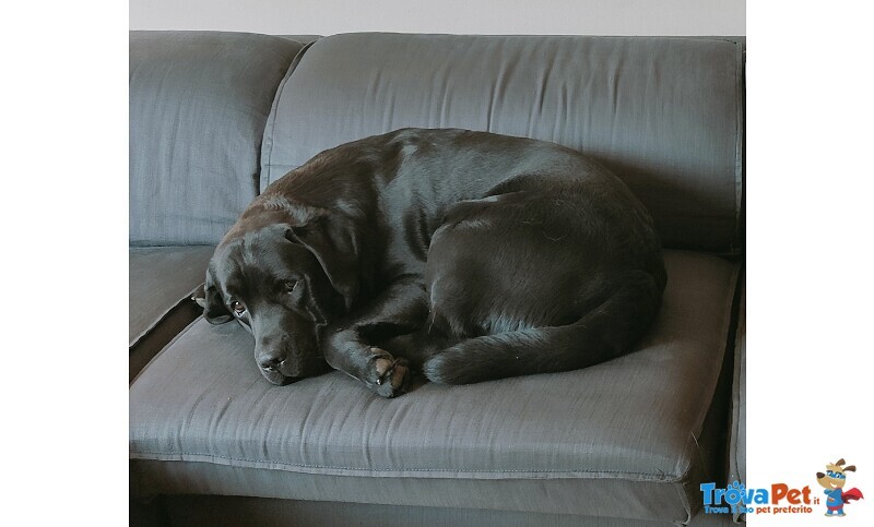 Charly Labrador Cerca Compagna per Accoppiamento - Foto n. 1