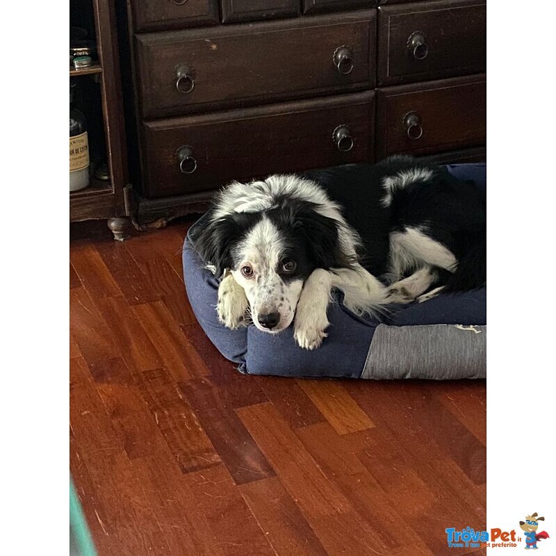 Mix Border Collie 3/4anni Buonissimo non lo Vogliono+! Urgente Milano - Foto n. 1