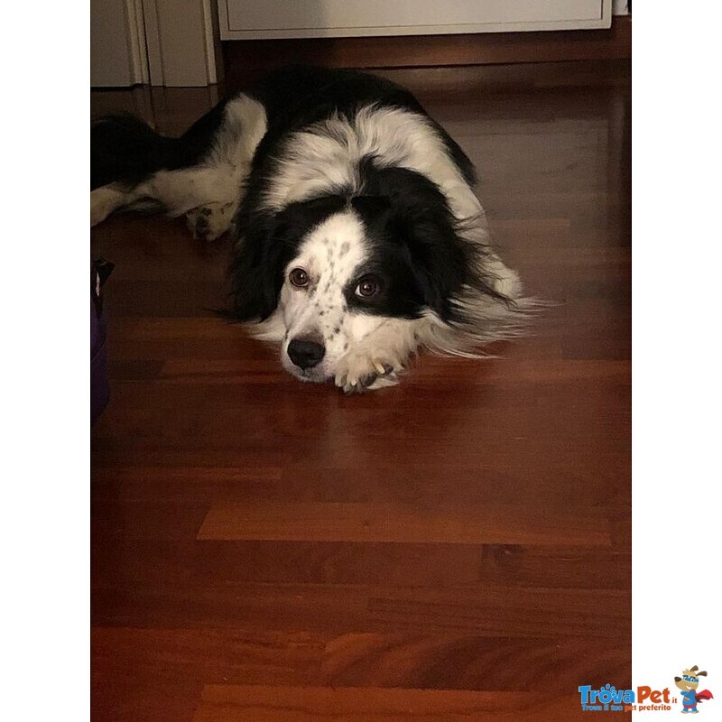 Mix Border Collie 3/4anni Buonissimo non lo Vogliono+! Urgente Milano - Foto n. 2