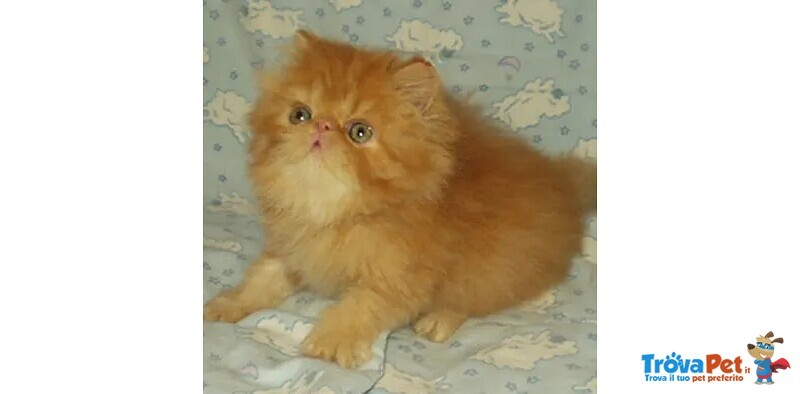 Favolosi Cuccioli di Gatti Persiani Ipertipici - Foto n. 1