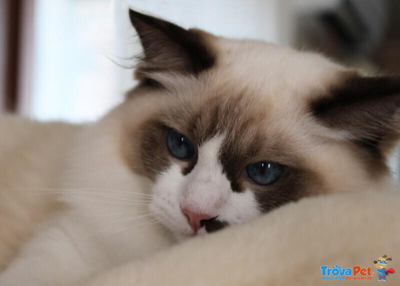 Cucciolo Gatto Ragdoll - Foto n. 4