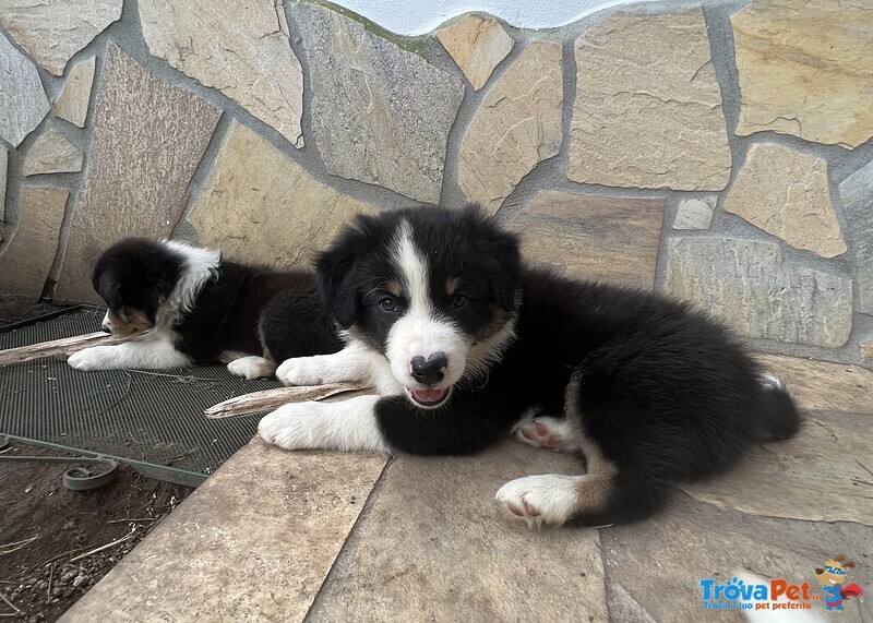 Cuccioli Border Collie - Foto n. 1