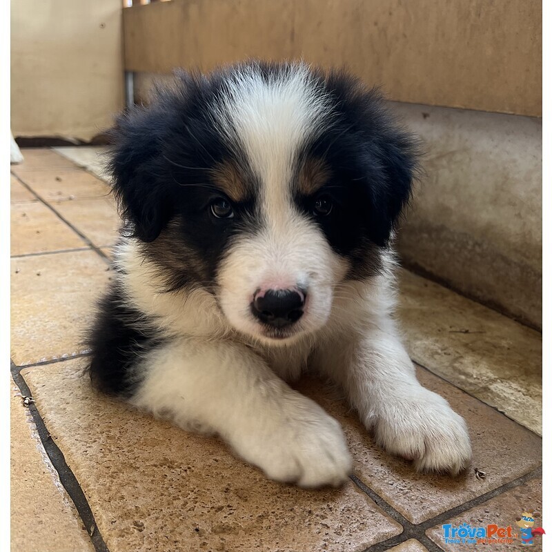 Cuccioli Border Collie - Foto n. 2