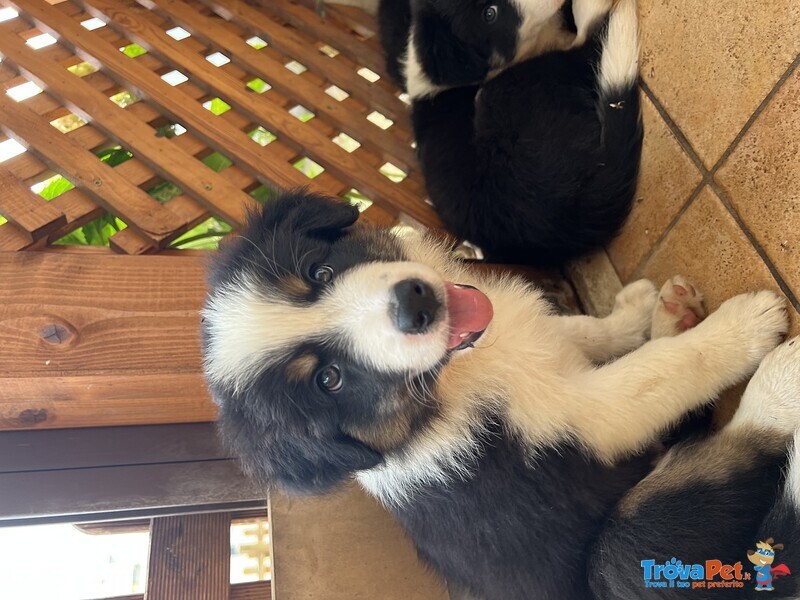 Cuccioli Border Collie - Foto n. 3