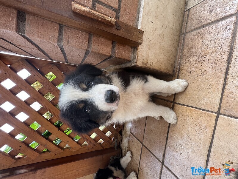 Cuccioli Border Collie - Foto n. 4