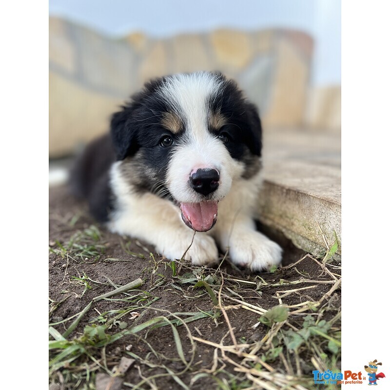 Cuccioli Border Collie - Foto n. 6