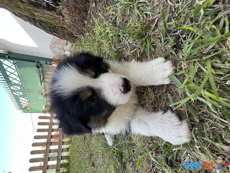 Cuccioli Border Collie - Foto n. 10