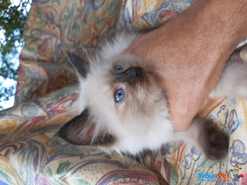 Ragdoll Cuccioli - Foto n. 2