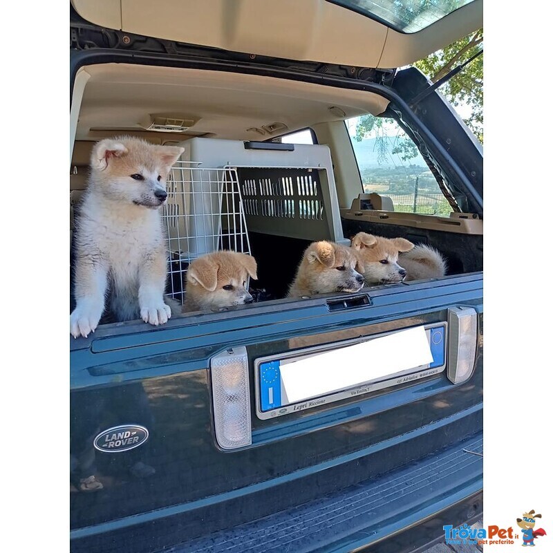 Cuccioli Akita Pedigree enci Campioni - Foto n. 2