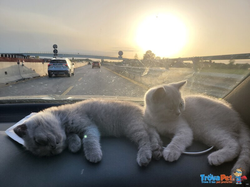 3 Piccoli Gattini, 2 Mascheti Grigioe una Bellissima Femminuccia Lila - Foto n. 1