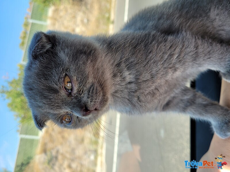 3 Piccoli Gattini, 2 Mascheti Grigioe una Bellissima Femminuccia Lila - Foto n. 3