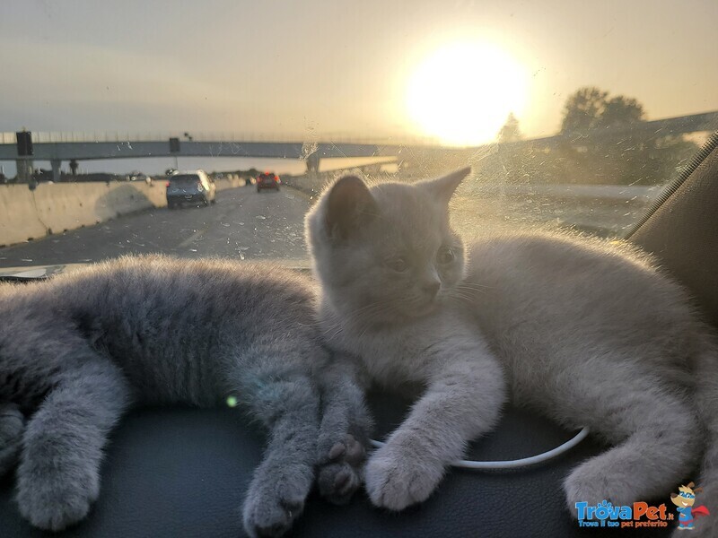 3 Piccoli Gattini, 2 Mascheti Grigioe una Bellissima Femminuccia Lila - Foto n. 4