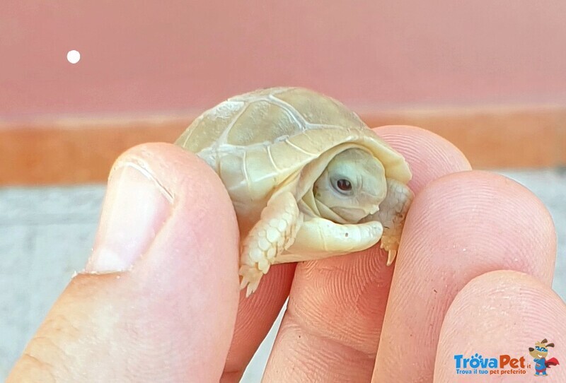 Tartarughe Marginata Caramello (albine T+) - Foto n. 3