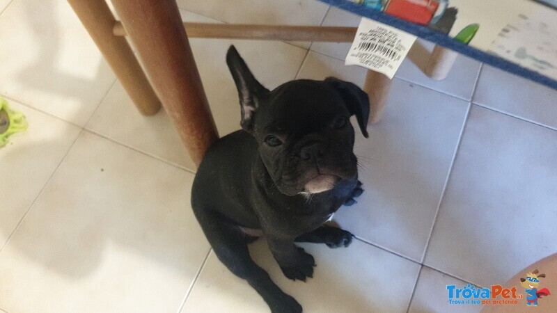 Maschietti Bulldog Francese - Foto n. 1