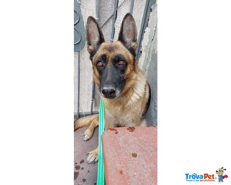 Pastore Tedesco 5anni Femmina Viveva in Terrazza al Caldo con 1altro Cagnolino! Sicilia - Foto n. 1