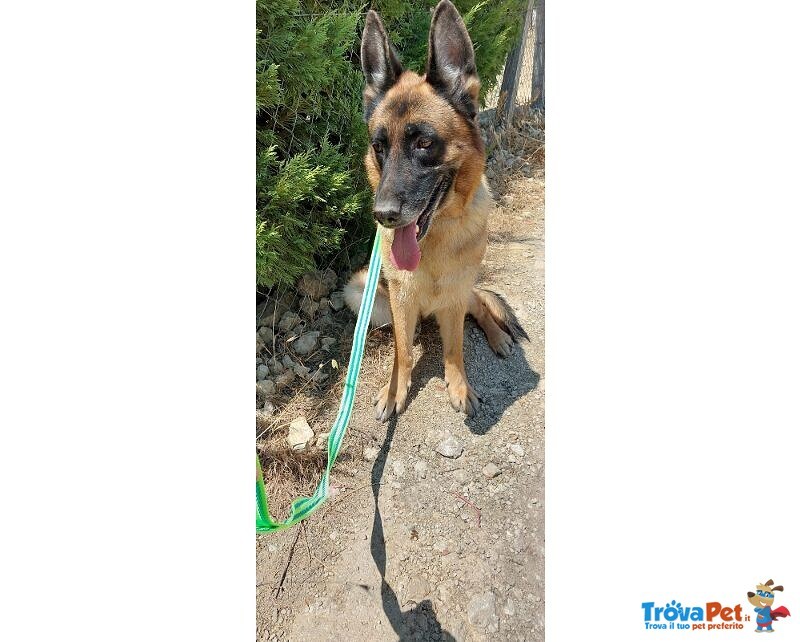 Pastore Tedesco 5anni Femmina Viveva in Terrazza al Caldo con 1altro Cagnolino! Sicilia - Foto n. 2