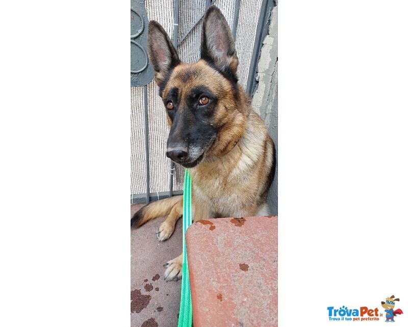 Pastore Tedesco 5anni Femmina Viveva in Terrazza al Caldo con 1altro Cagnolino! Sicilia - Foto n. 3