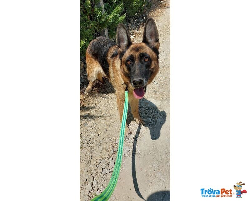 Pastore Tedesco 5anni Femmina Viveva in Terrazza al Caldo con 1altro Cagnolino! Sicilia - Foto n. 4